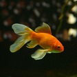 Le mythe du poisson rouge (ou une histoire de recherche de la vérité) - Parlons numérique